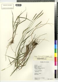 Elymus trachycaulus image