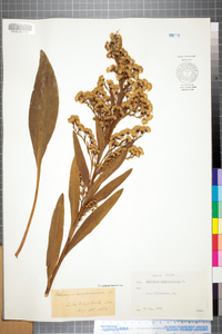 Solidago sempervirens image