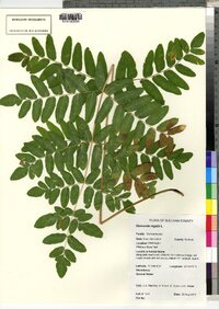 Osmunda regalis image