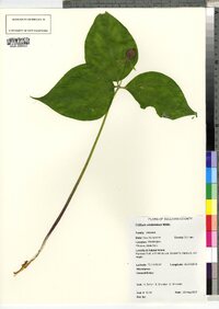 Trillium undulatum image