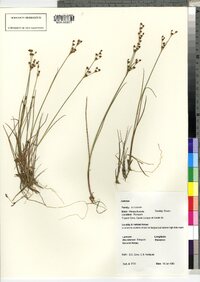 Juncus brachycephalus image