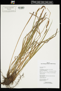 Carex haydenii image