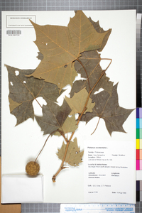 Platanus occidentalis image