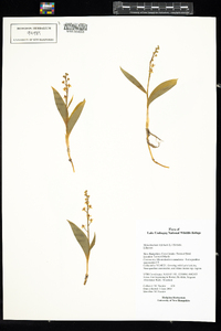 Maianthemum trifolium image