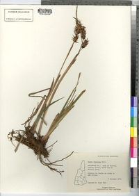 Carex lupulina image