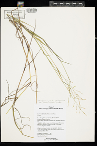 Torreyochloa pallida var. fernaldii image