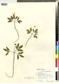 Panax trifolius image