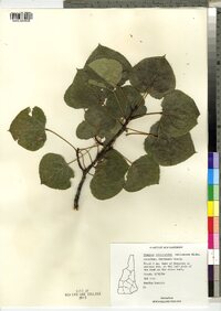 Populus tremuloides image
