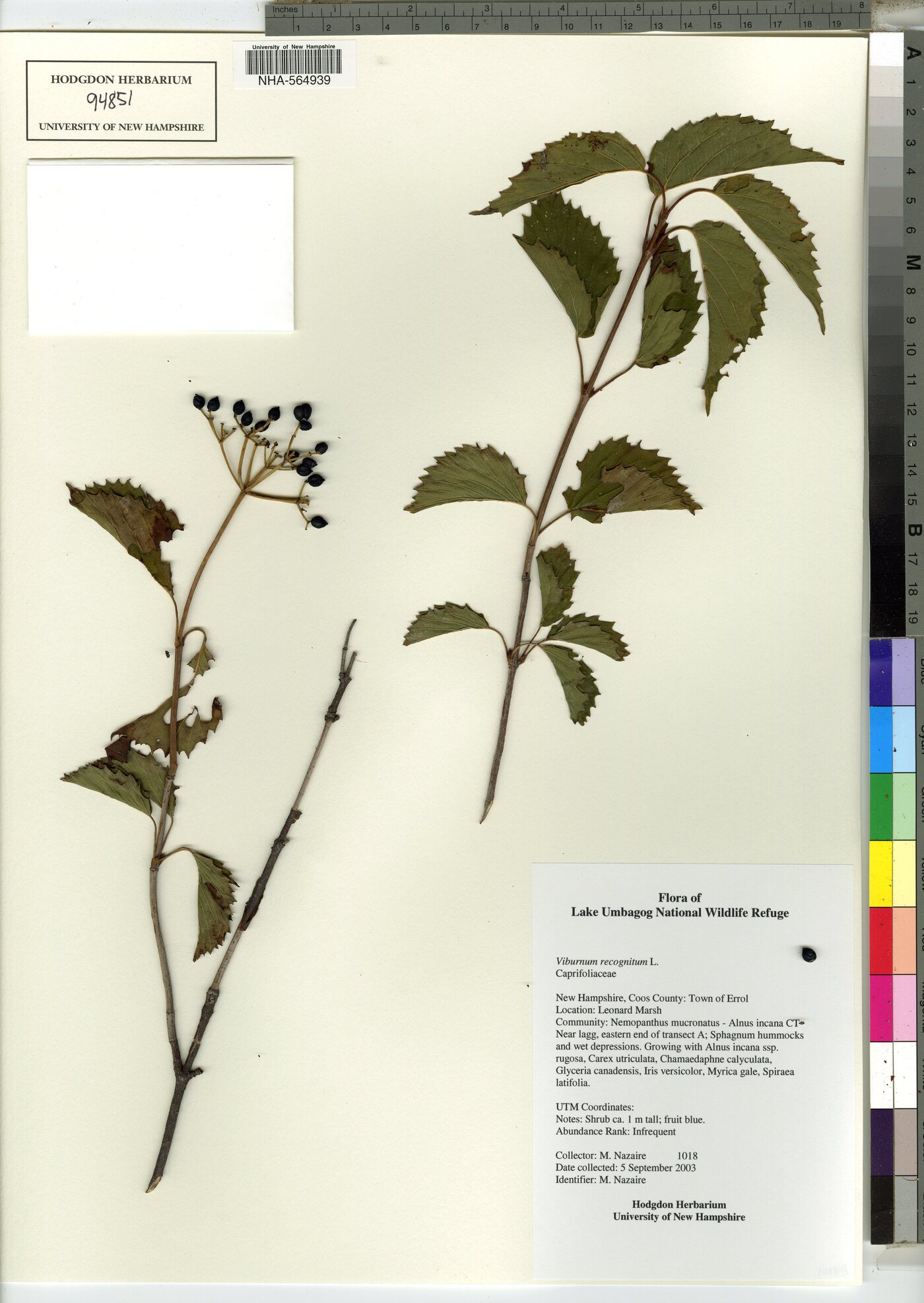 Viburnum dentatum var. lucidum image