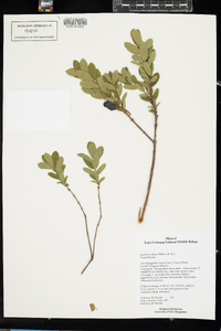 Lonicera villosa image