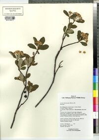 Photinia melanocarpa image