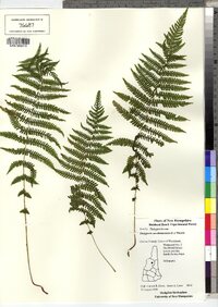 Thelypteris noveboracensis image