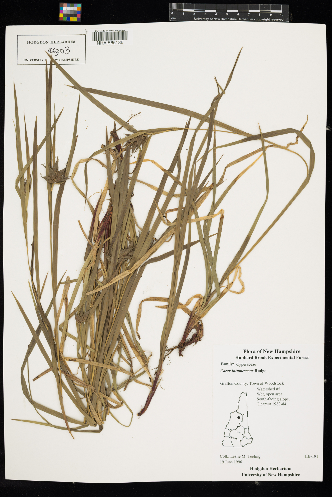 Carex intumescens image