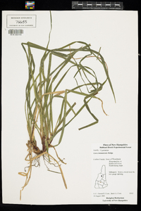 Carex intumescens image