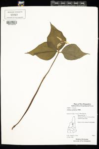 Trillium undulatum image