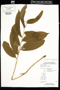 Maianthemum racemosum image