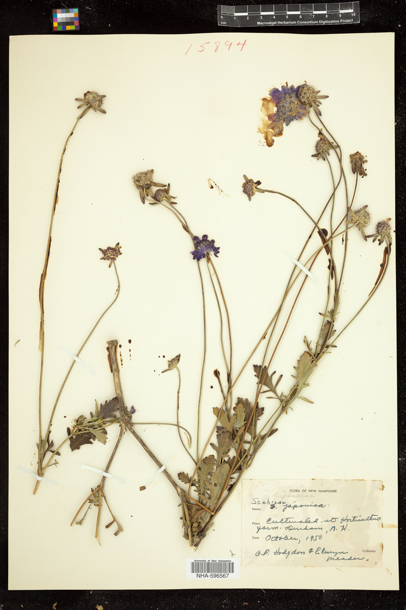 Lomelosia japonica image