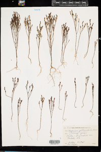 Hypericum gentianoides image