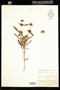 Hypericum prolificum image