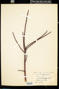 Cornus sericea image