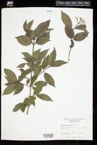 Image of Cornus asperifolia