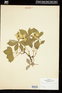 Cornus canadensis image