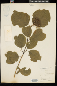 Cornus rugosa image