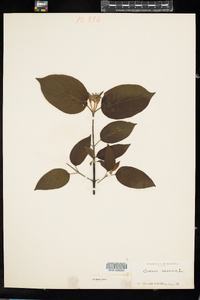 Cornus sericea image