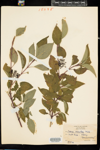 Cornus sericea image