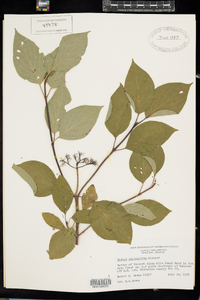 Cornus sericea image