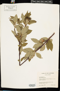 Cornus sericea image