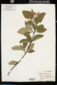 Cornus sericea image