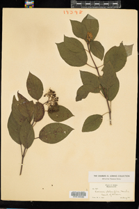 Cornus sericea image