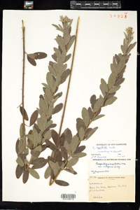 Lespedeza capitata image