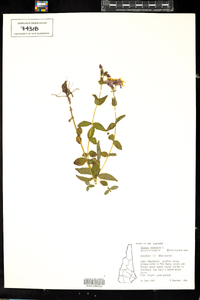 Rhexia virginica image