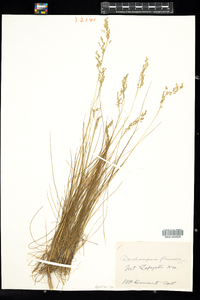 Deschampsia flexuosa image