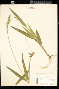 Dichanthelium xanthophysum image