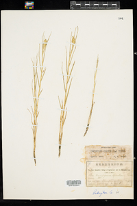 Distichlis spicata image