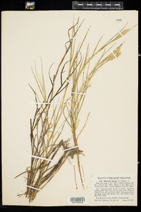 Distichlis spicata image