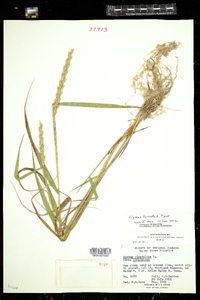 Image of Elymus submuticus