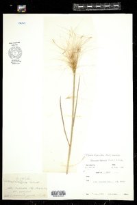 Image of Elymus elymoides