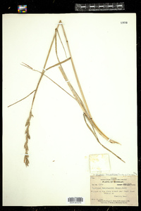 Image of Elymus lanceolatus