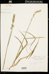 Elymus repens image