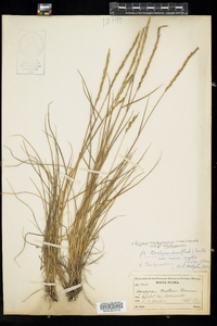Elymus trachycaulus ssp. trachycaulus image