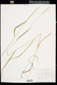 Elymus trachycaulus ssp. trachycaulus image