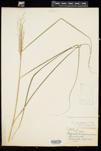Image of Eragrostis mexicana