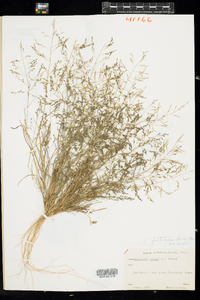 Eragrostis pectinacea image