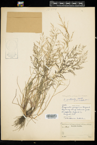 Eragrostis pilosa image