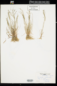 Eragrostis pilosa image