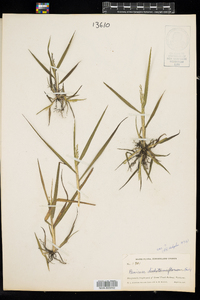 Image of Panicum dichotomiflorum ssp. dichotomiflorum
